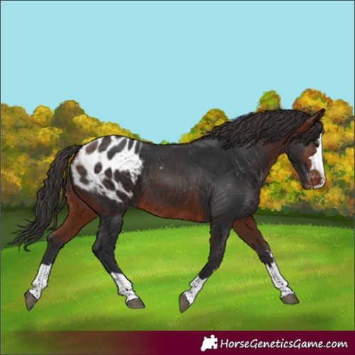 Horse Color:Bay Blanket