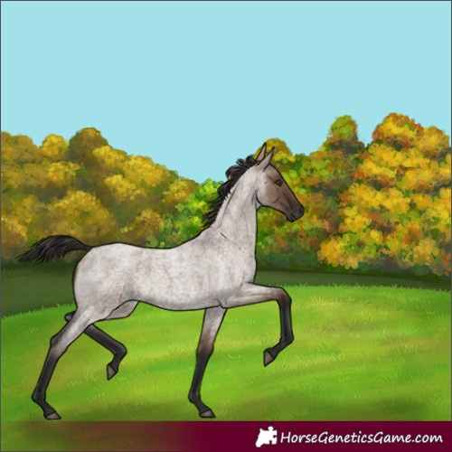 Horse Color:Liver Red Dun Roan Rabicano 