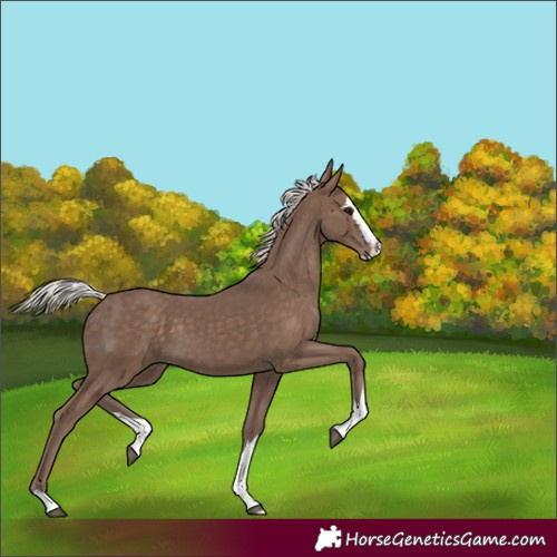 Horse Color:Silver Black Splash Rabicano
