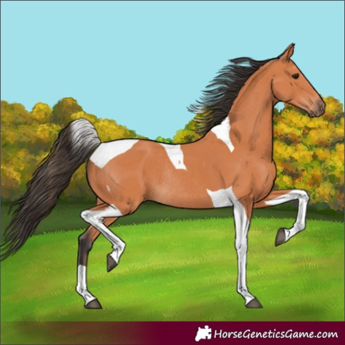 Horse Color:Bay Tobiano Rabicano