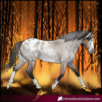 Horse Color:Gray Bay Roan Dun Splash Frame Blanket