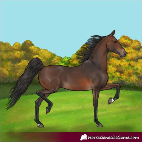 Horse Color:Brown 