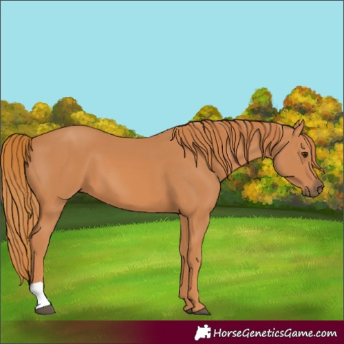 Horse Color:Unknown 
