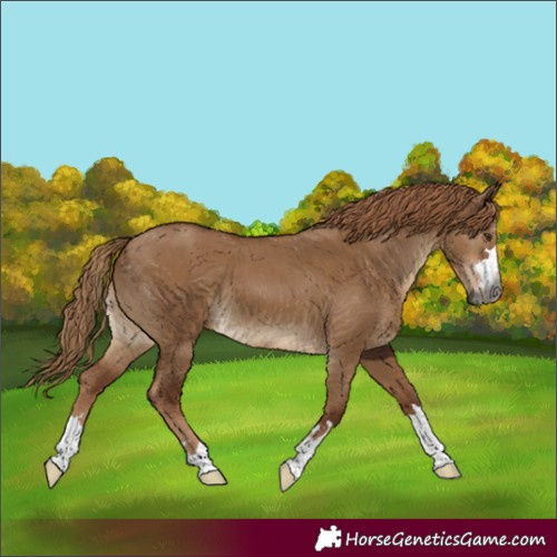 Horse Color:Gray Red Dun