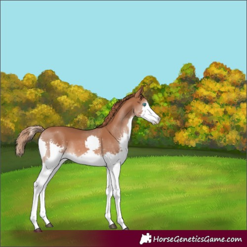 Horse Color:Chestnut Splash Rabicano