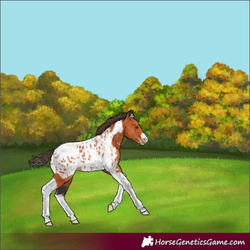 Horse Color:Bay Tobiano Near Leopard 