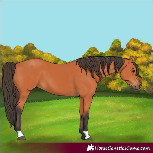 Horse Color:Unknown 