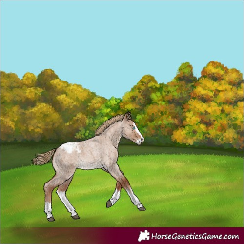 Horse Color:Red Dun Roan Splash Varnish 
