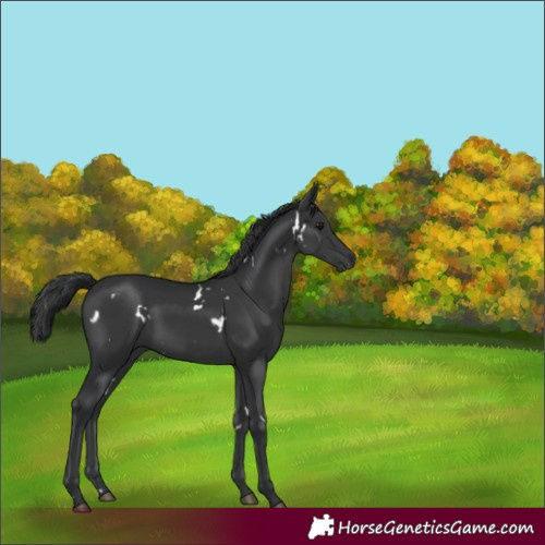 Horse Color:White Spotted Black