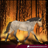 Horse Color:Buckskin Roan Dun