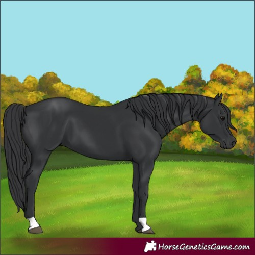 Horse Color:Unknown 