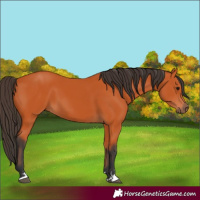 Horse Color:Unknown 