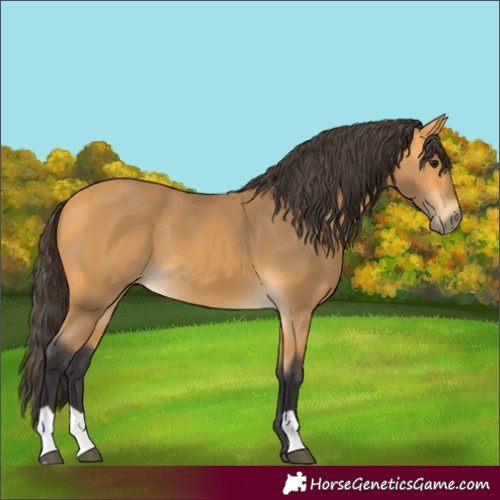 Horse Color:Unknown 