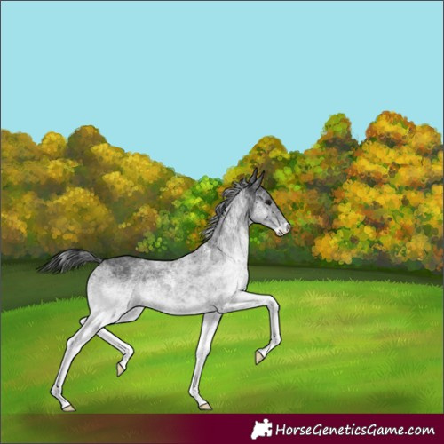 Horse Color:White Spotted Black Rabicano