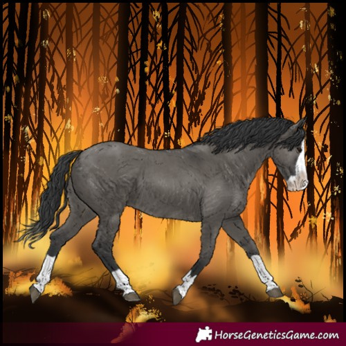 Horse Color:Grullo Splash