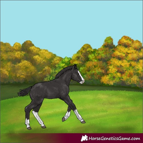 Horse Color:Smoky Black Splash