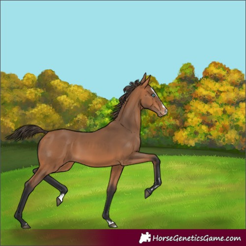Horse Color:Bay Splash Varnish 