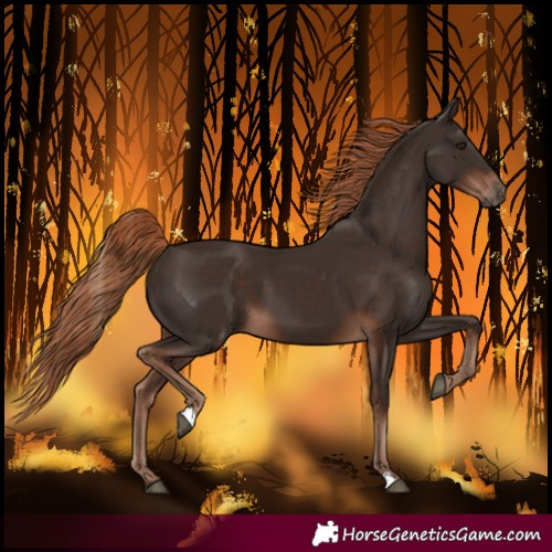 Horse Color:Liver Chestnut