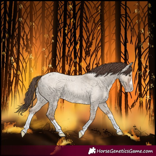 Horse Color:Classic Champagne Roan Dun Splash Rabicano 