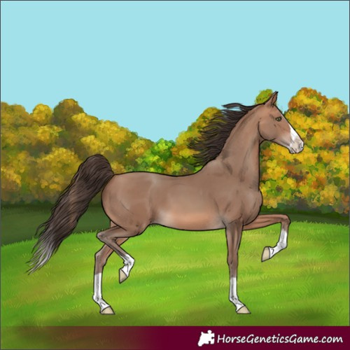 Horse Color:Sable Champagne Splash