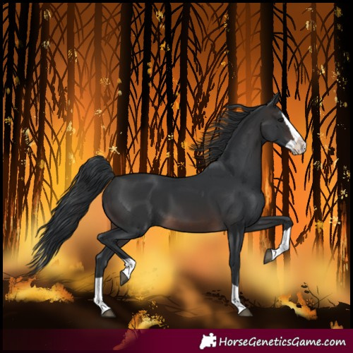 Horse Color:Brown Splash
