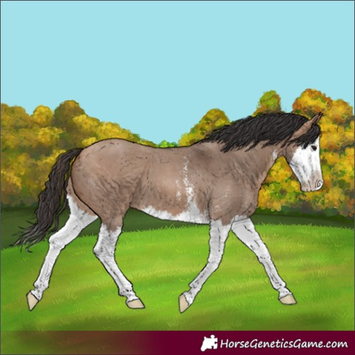 Horse Color:Bay Dun Sabino Splash