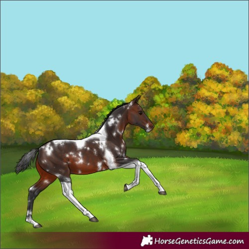 Horse Color:White Spotted Brown Tobiano