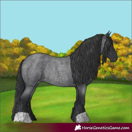 Horse Color:Blue Roan Rabicano