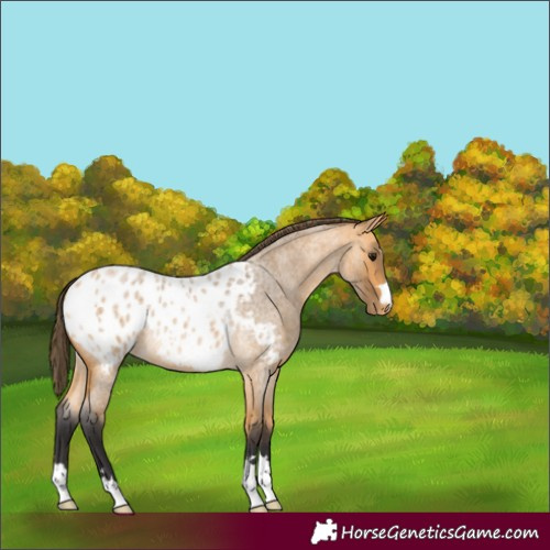 Horse Color:Unknown