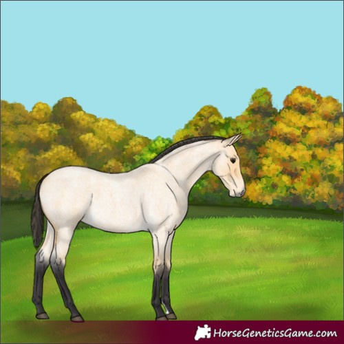 Horse Color:Buckskin Roan