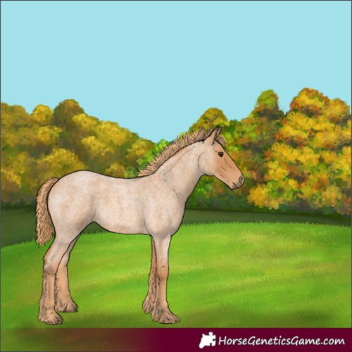 Horse Color:Red Roan Rabicano 