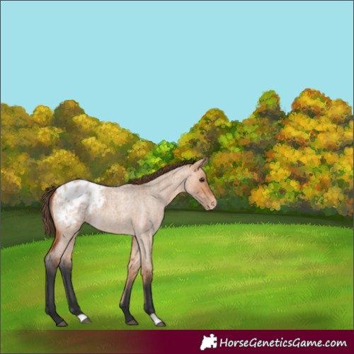 Horse Color:Bay Roan Dun Appaloosa
