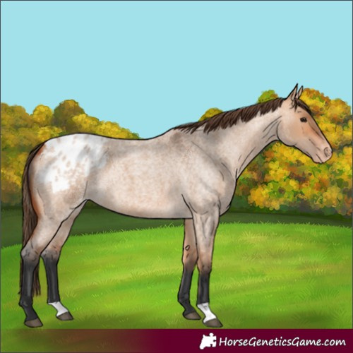 Horse Color:Bay Roan Dun Blanket 