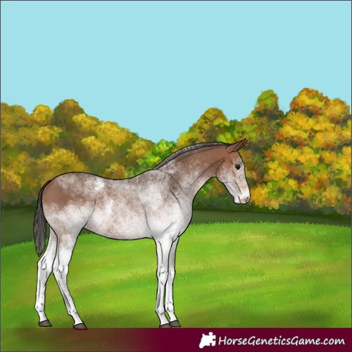 Horse Color:White Spotted Bay Rabicano 