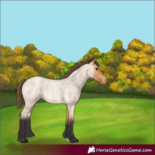 Horse Color:Unknown 