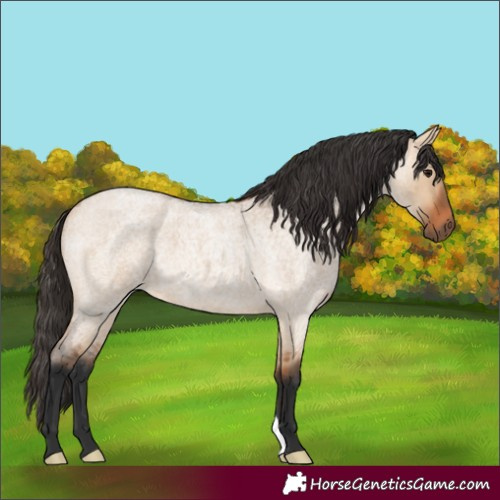Horse Color:Bay Roan Dun 