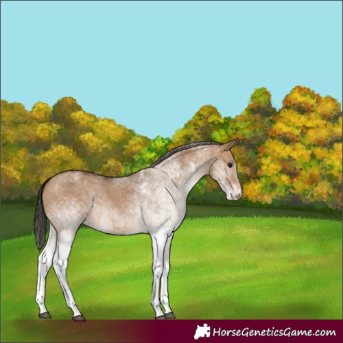Horse Color:White Spotted Bay Dun Rabicano