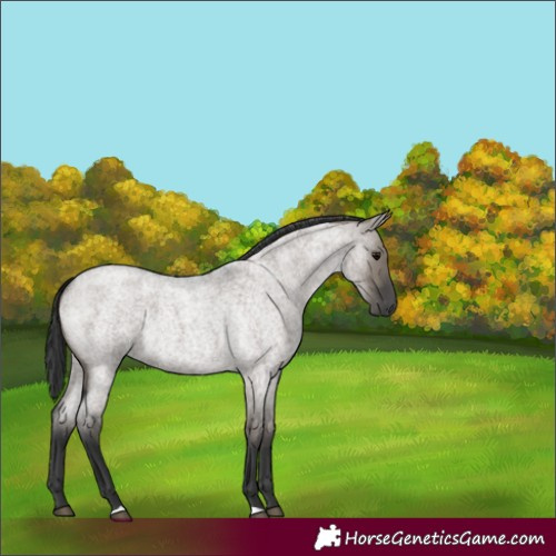 Horse Color:Unknown 