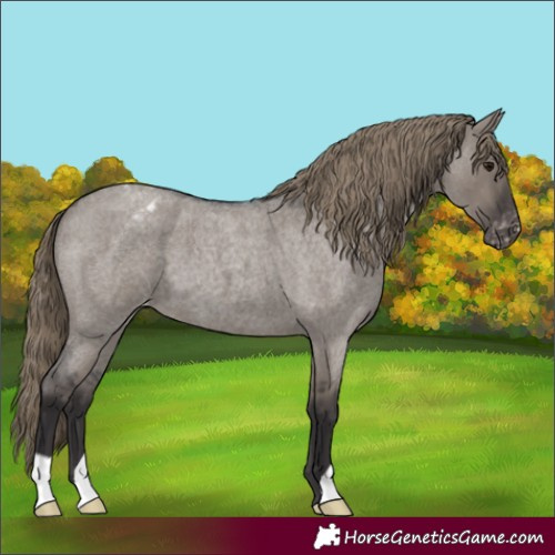 Horse Color:Smoky Grullo Roan Varnish