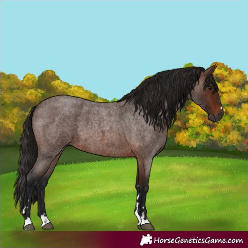 Horse Color:Gray Bay Roan 