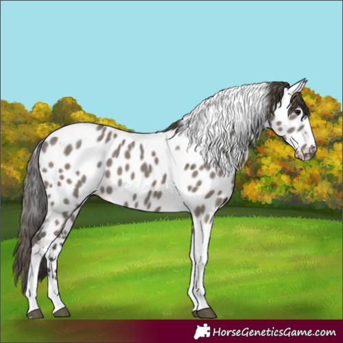 Horse Color:Smoky Grullo Tobiano Near Leopard 