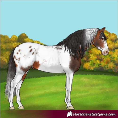 Horse Color:Bay Splash Tobiano Frame Blanket 