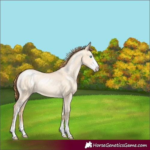 Horse Color:Buckskin Pearl Dun Sabino Snowflake Varnish 