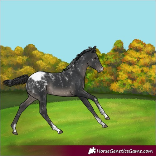 Horse Color:Powder White Black Snowcap