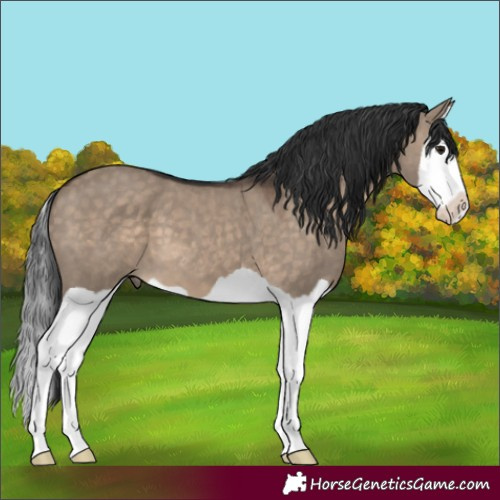 Horse Color:Brown Dun Splash 