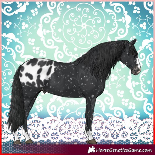 Horse Color:Black Blanket