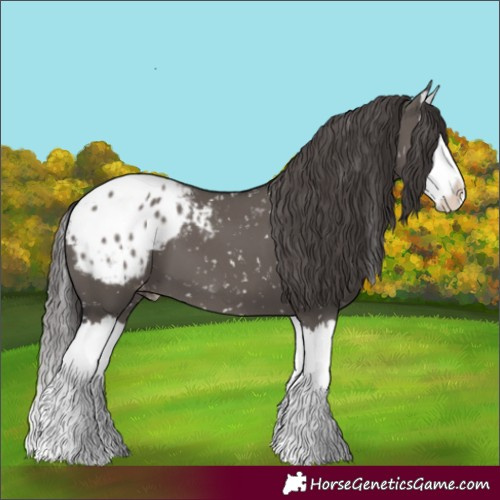 Horse Color:Smoky Grullo Splash Blanket 