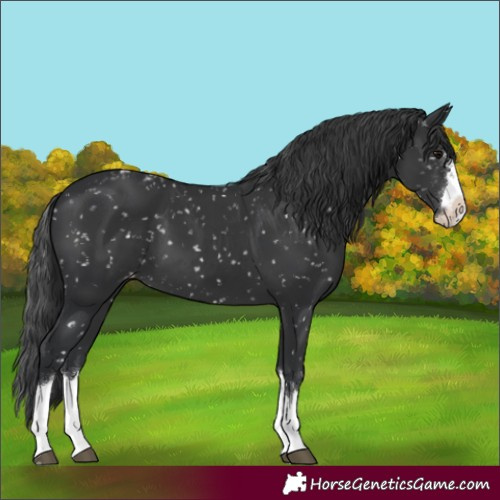 Horse Color:Black Skewed LP Spotted