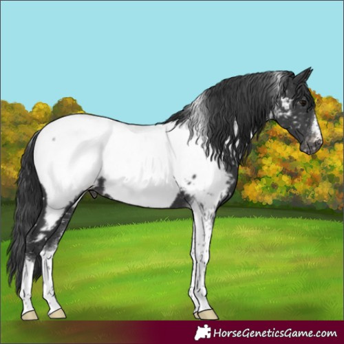 Horse Color:Black Tobiano Near Fewspot 