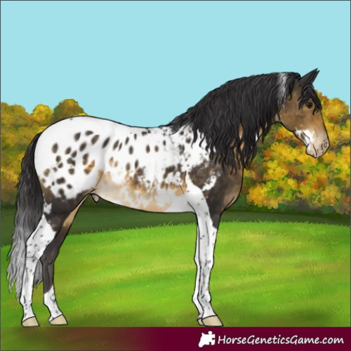 Horse Color:White Spotted Buckskin Tobiano Blanket